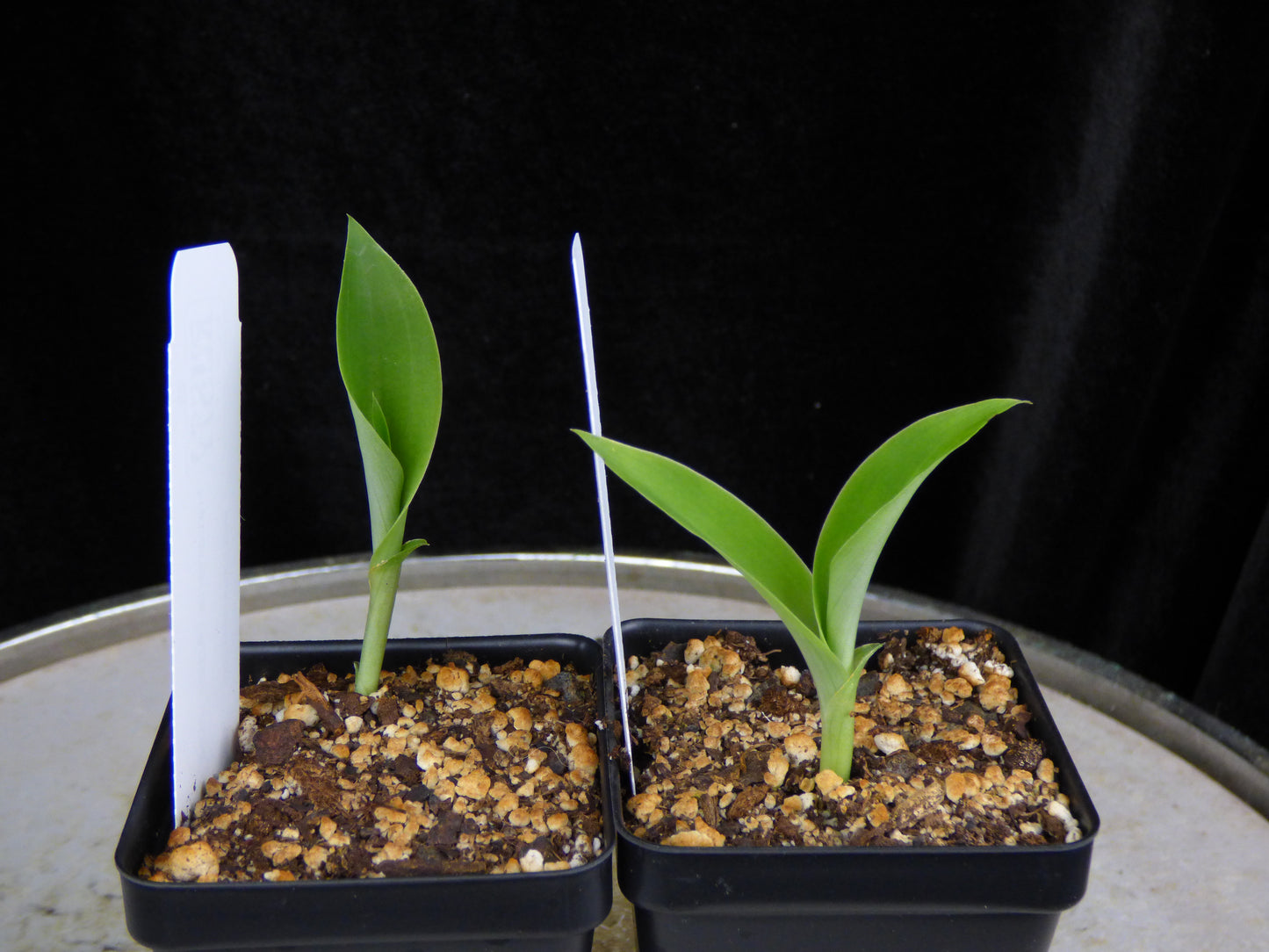 Habenaria (Arbor Vitae x crinifera) REO406 - 2" Pot