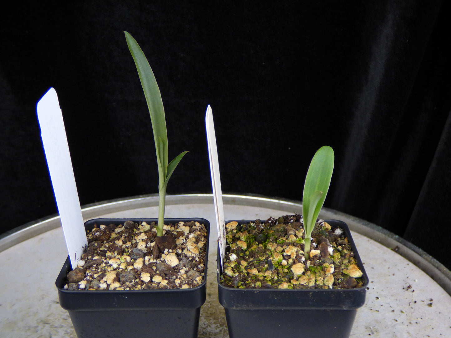 Habenaria (Raingreen's Pink Paw 'Oxide' AM/AOS x chlorina 'Fluoroglow' CBR/AOS) (REO177) - 2" Pot