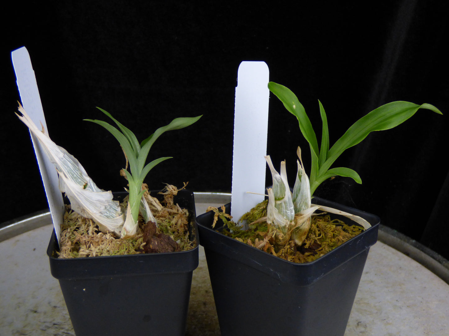 Ctsm. ((Jumbo Tycoon x Susan Fuchs) x Karen Armstrong) REOxSM04 - 2" Pot