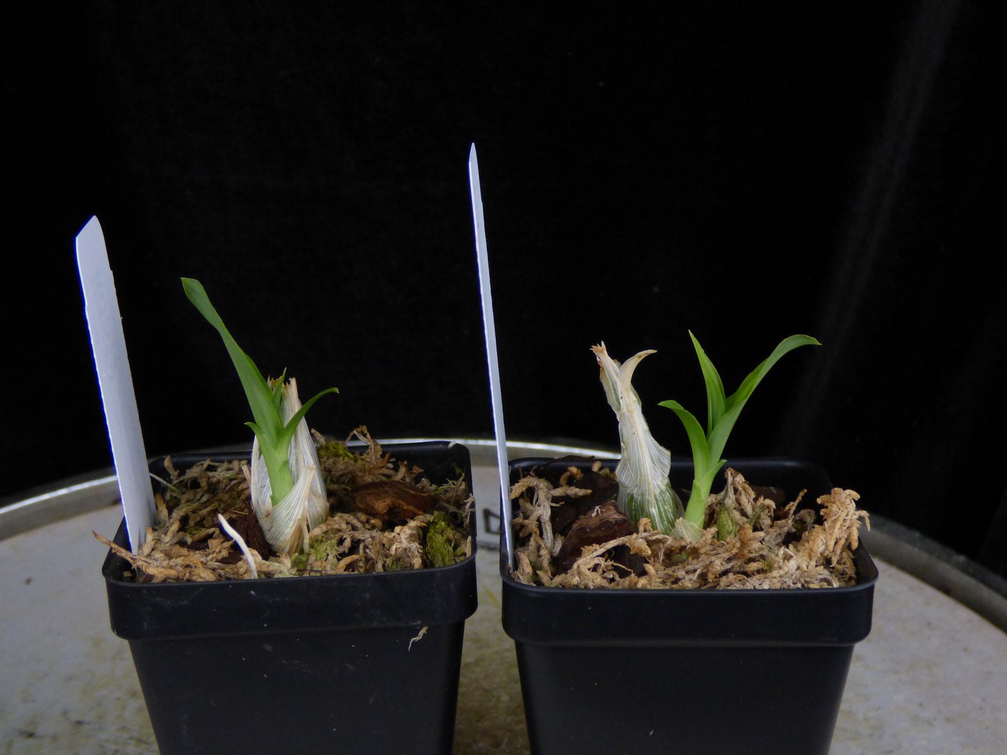 Ctsm. (Sue Bottom 'Psychic' HCC/AOS x Darkness) REOxSM05 - 2" Pot
