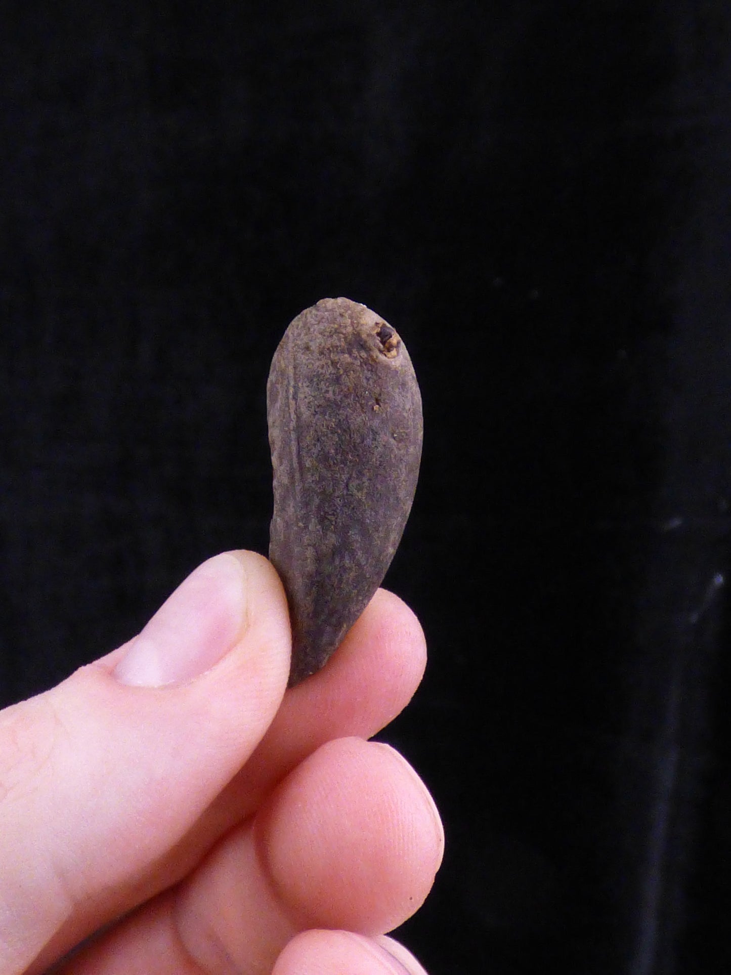 Amorphophallus titanum SEED (Giant Corpse Flower)