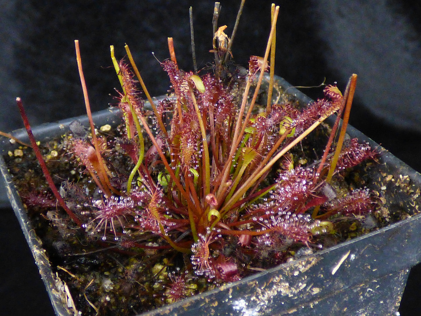 Drosera intermedia - Bare-root