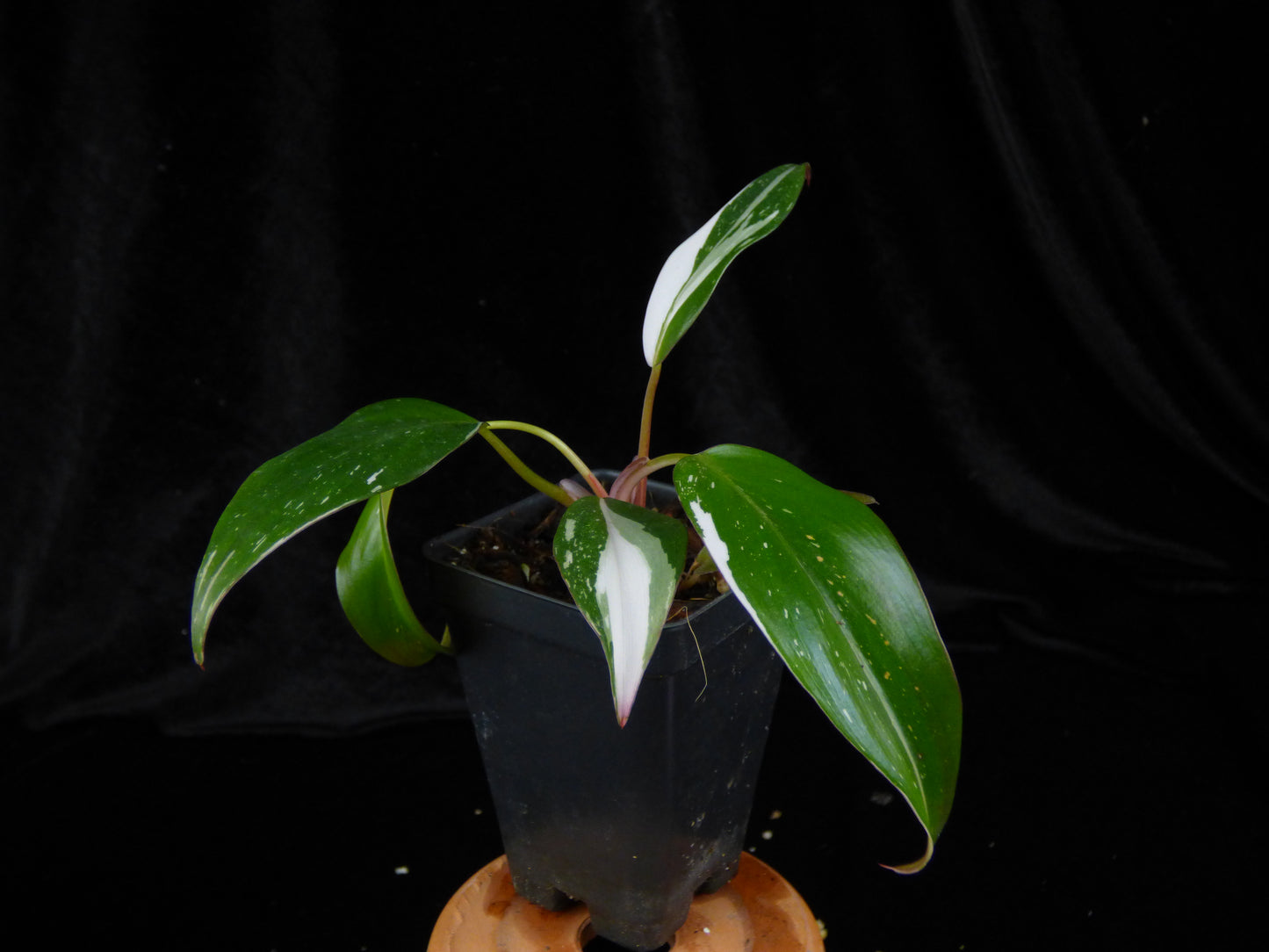 Philodendron 'Red Anderson' - 2" Pot