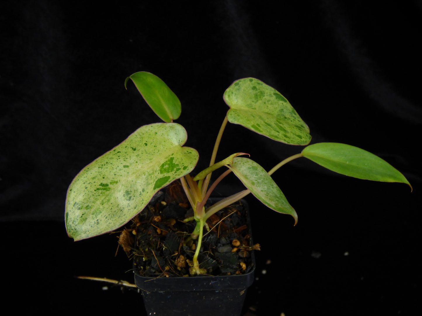 Philodendron 'Paraiso Verde' - 2" Pot
