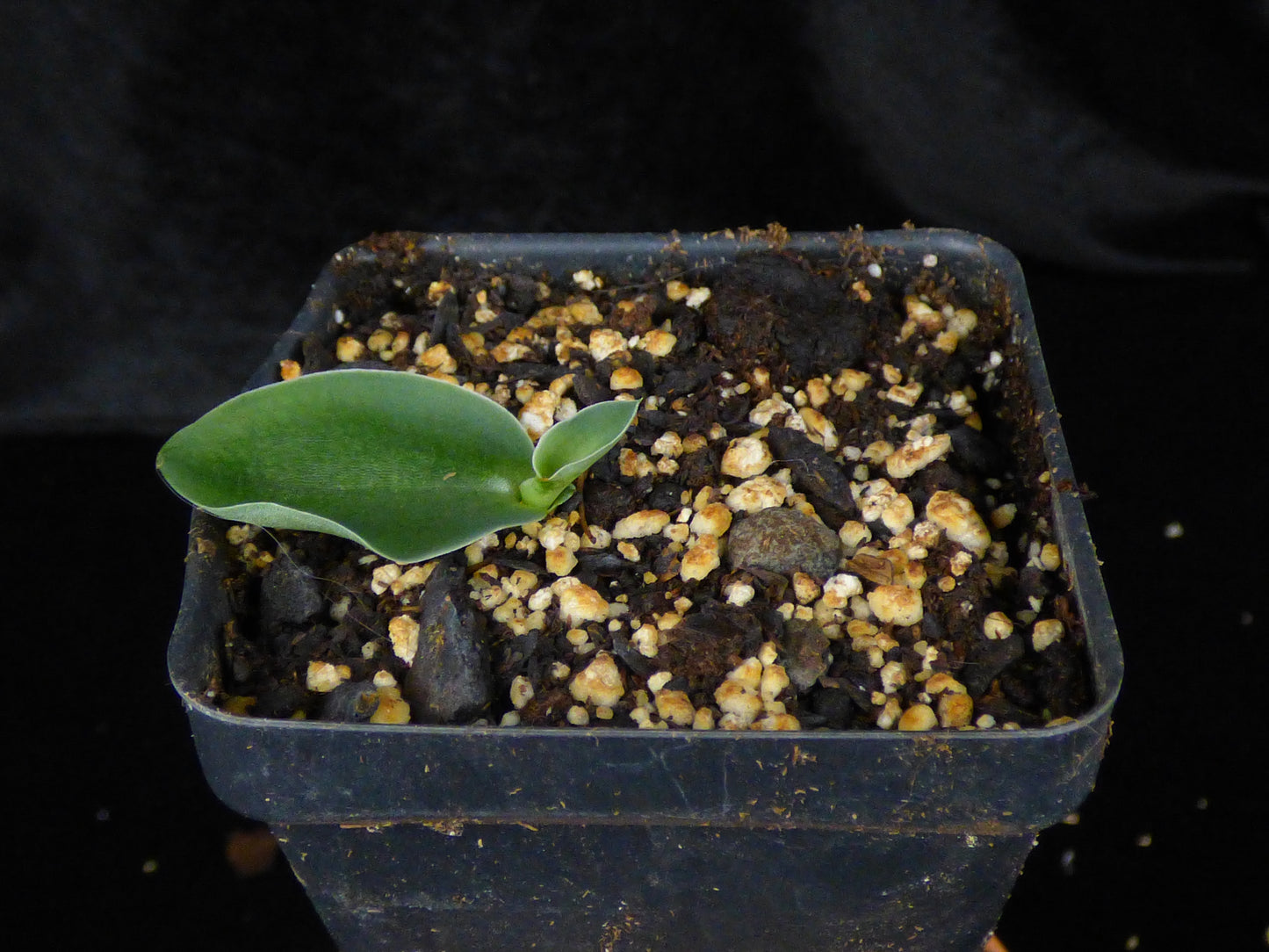Habenaria humistrata - MINIATURE Species - 2" Pot