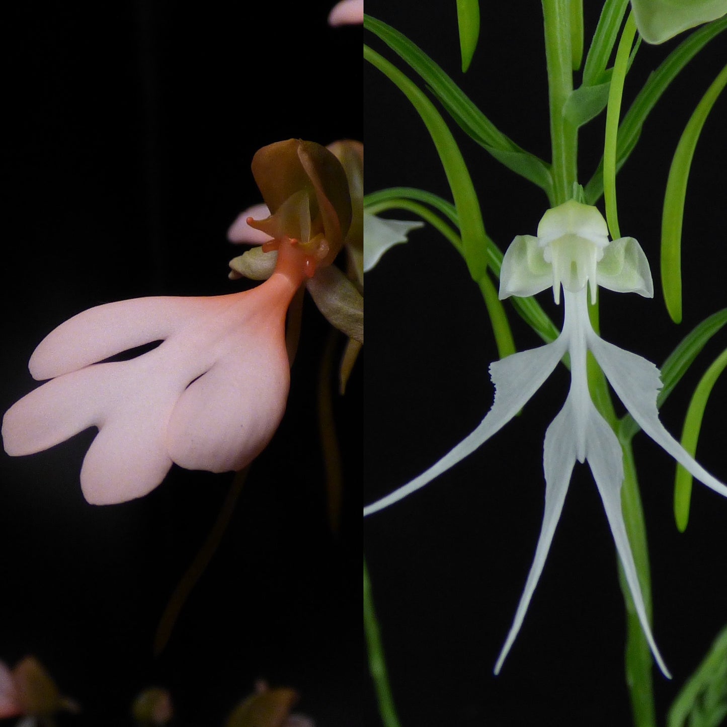 Habenaria House Finch (erichmichelii x crinifera) - FRAGRANT - 2" Pot