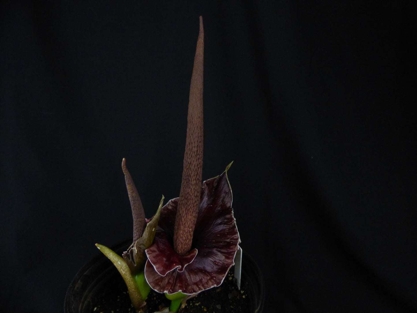 Amorphophallus henryi - COLD HARDY Seedling Tuber