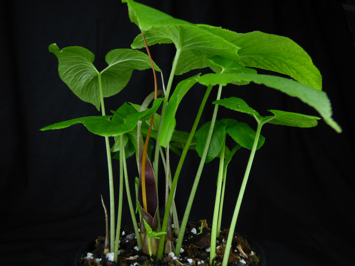 Typhonium albidinervum (AGA-2277-01) - MINI Corpse Flower relative - Tuber