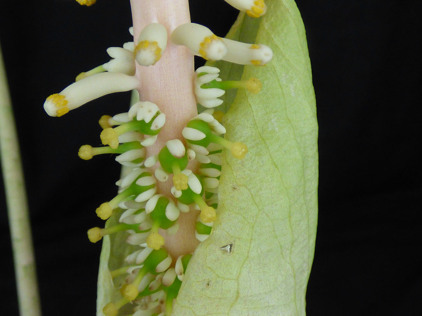 Taccarum caudatum - Near blooming tuber