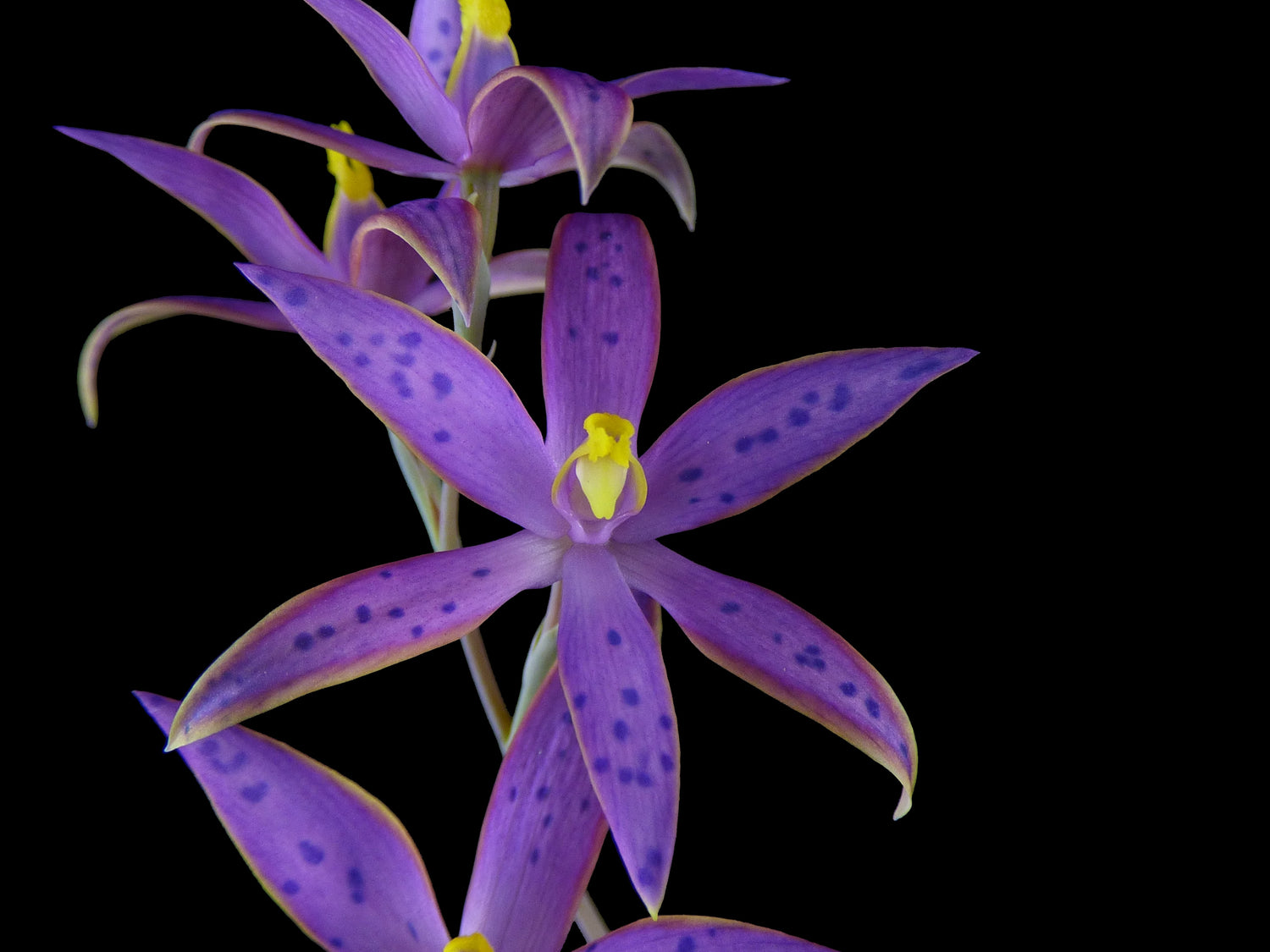 Collections – RustyExotics