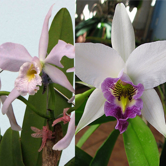 Cattleya maxima var. Coerulea ‘Hector’ x Laelia anceps var.-coerulea - Near blooming size