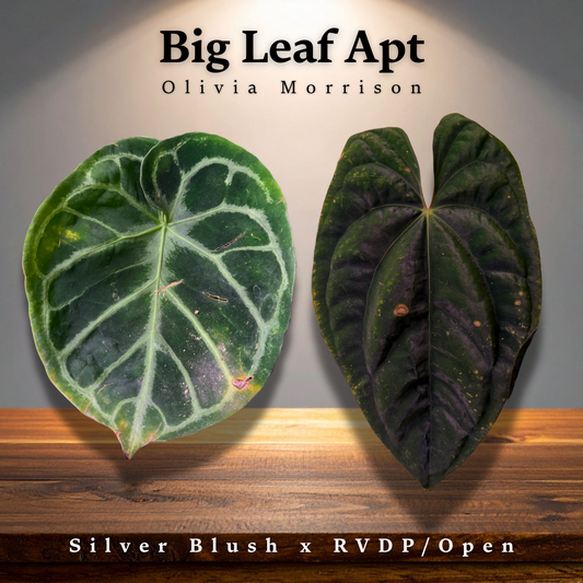 Anthurium ('Silver Blush' x "Red Vein Dark Phoenix" (spontaneous)) - 2" Pot