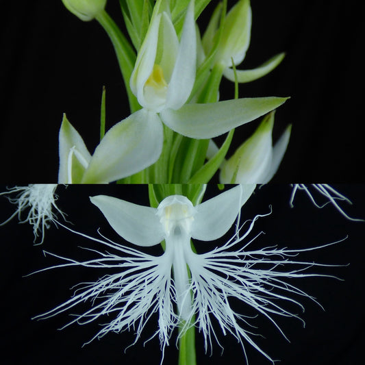 Habenaria NEW HYBRID (malintana x trichosantha) (REO243) - 2" Pot