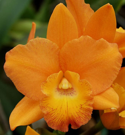 Blc. Carolina Orange D'or 'Krull Smith' AM/AOS x Lc. Aussie Sunset 'Cosmic Fire' HCC/AOS