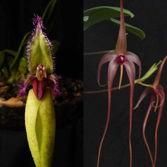 Bulbophyllum Khoon Meng (fascinator var. semi alba ‘Frank Smith’ x echinolabium ‘5 Star’)
