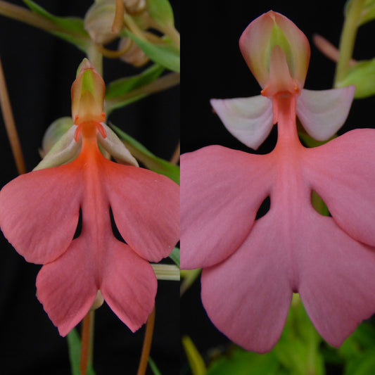 Habenaria Pink Sapphire (Tracey x Spoonbill) - 2" Pot