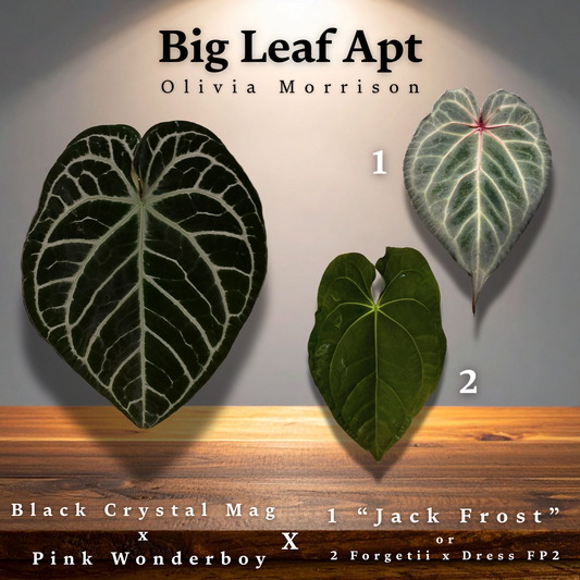 Anthurium ((crystallinum "Black" x magnificum) x 'Jack Frost'/(forgetii x dressleri) F2 - 2" Pot