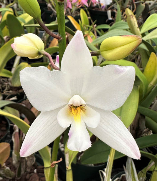 Dial. Snowflake '4n' x Epc. Kyoguchi 'M. Sano' 4n