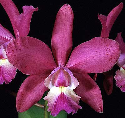 C. Brabantiae ‘Sentinel’s Hot Pants’ AM/AOS x Epc. Kyoguchi ‘M. Sauno’ 4n)