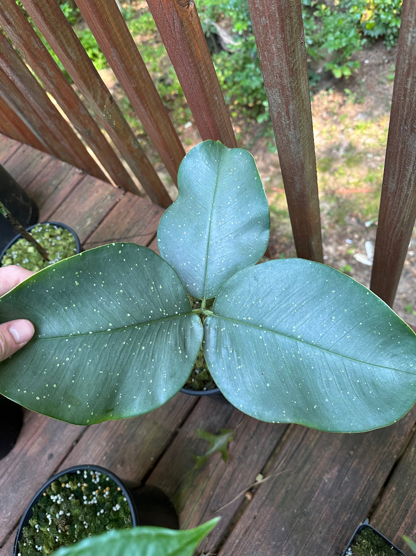 Amorphophallus  lacourii - Large seedling size tuber