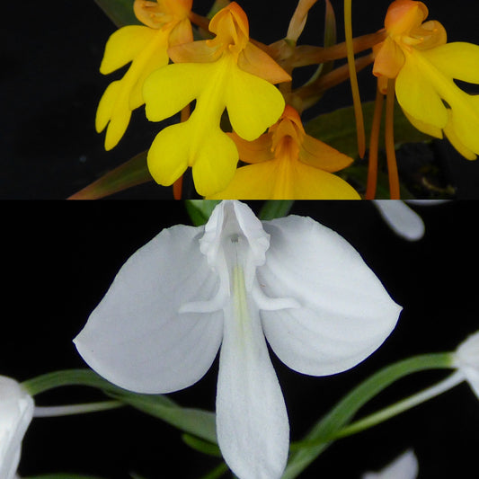 Habenaria Charm (xanthocheila x lindleyana) - 2" Pot