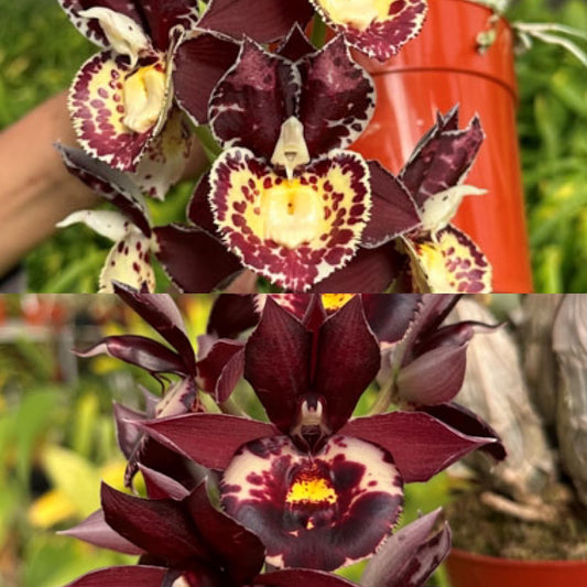 Ctsm. (Diana’s Dots ‘Keeper’ x Dreamboat ‘Dreamy’)