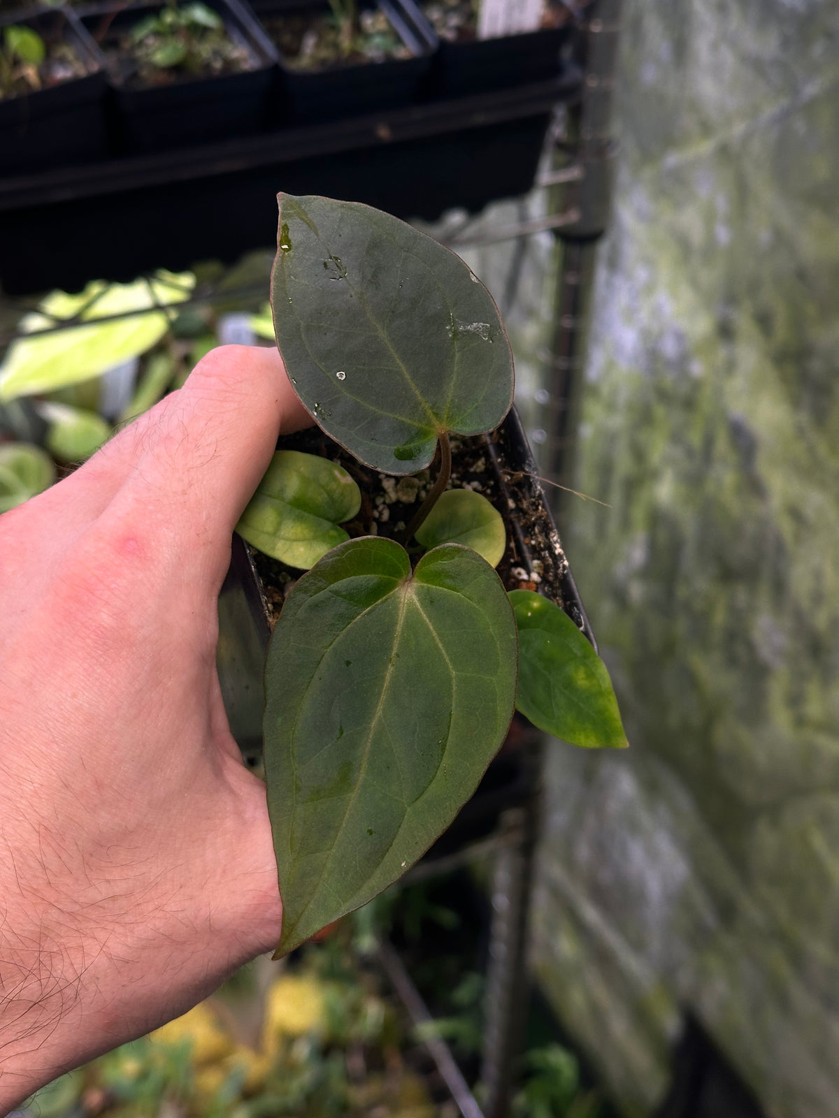 Anthurium REO-NOS051 (('Red Magnificum' x BVEP) x ('Ace of Purps' x 'Word Salad')) - 2" Pot