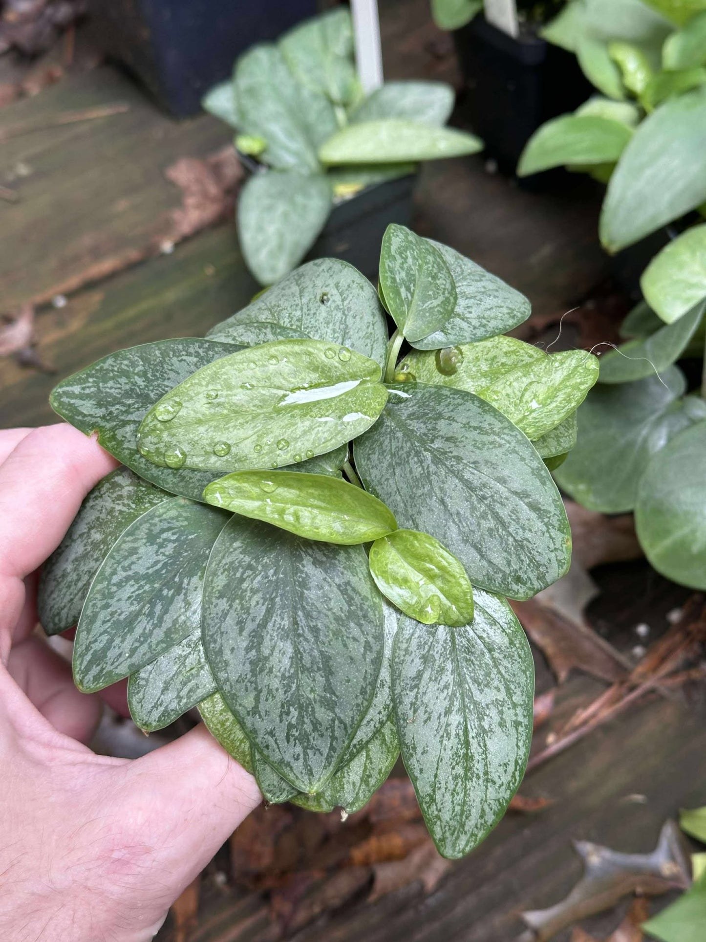 Typhonium cordifolium (silver spot) - MINI Corpse Flower relative - Offset