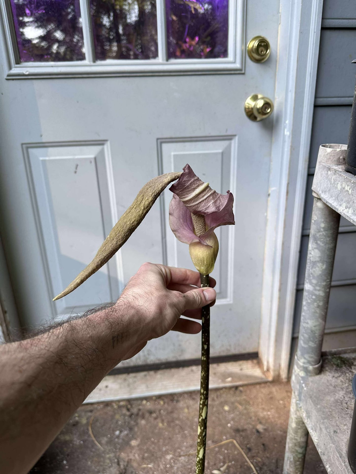 Amorphophallus sp. (Araceli, DWL-9704) - Large seedling size tuber