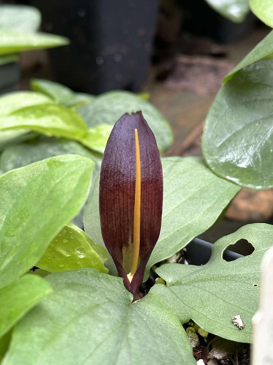 Typhonium cordifolium - MINI Corpse Flower relative - Large seedling tuber