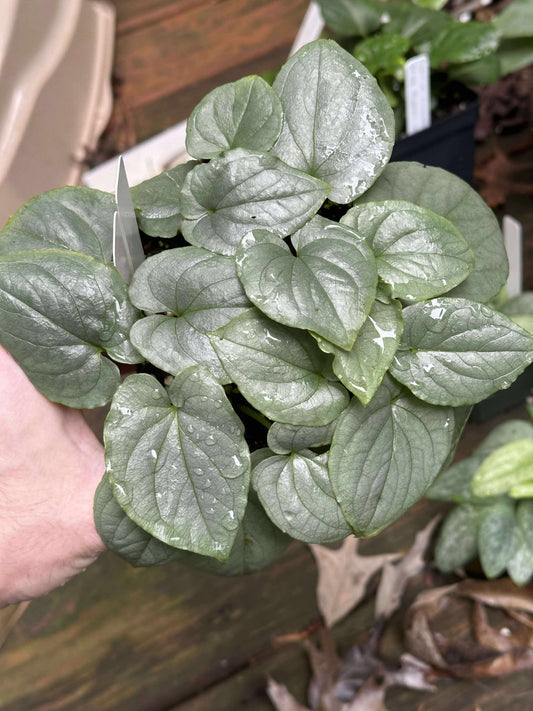 Typhonium smitinandii - Near blooming size tuber