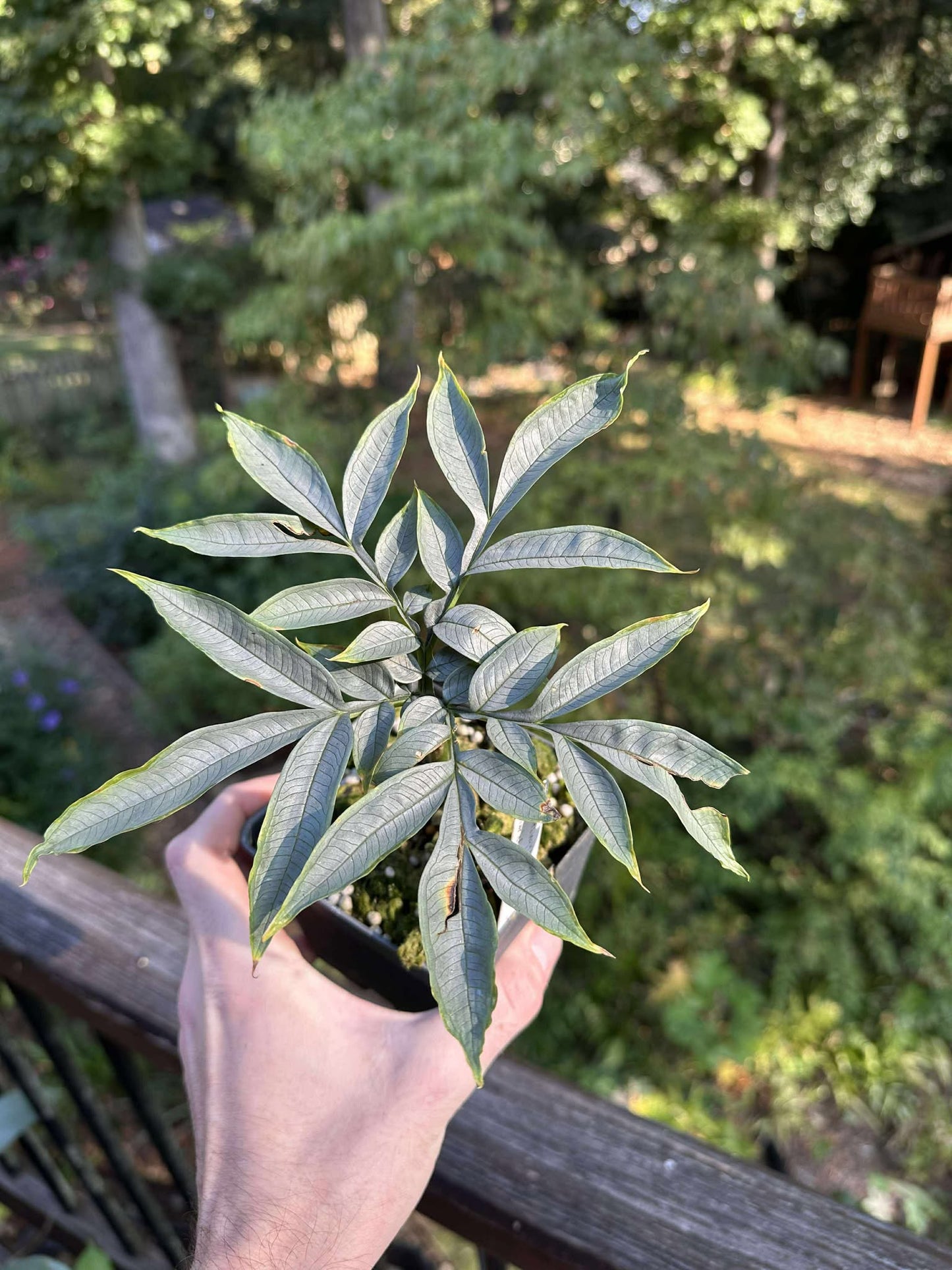 Amorphophallus antsingyensis (silver) A958 - SILVER foliage - Seedling size