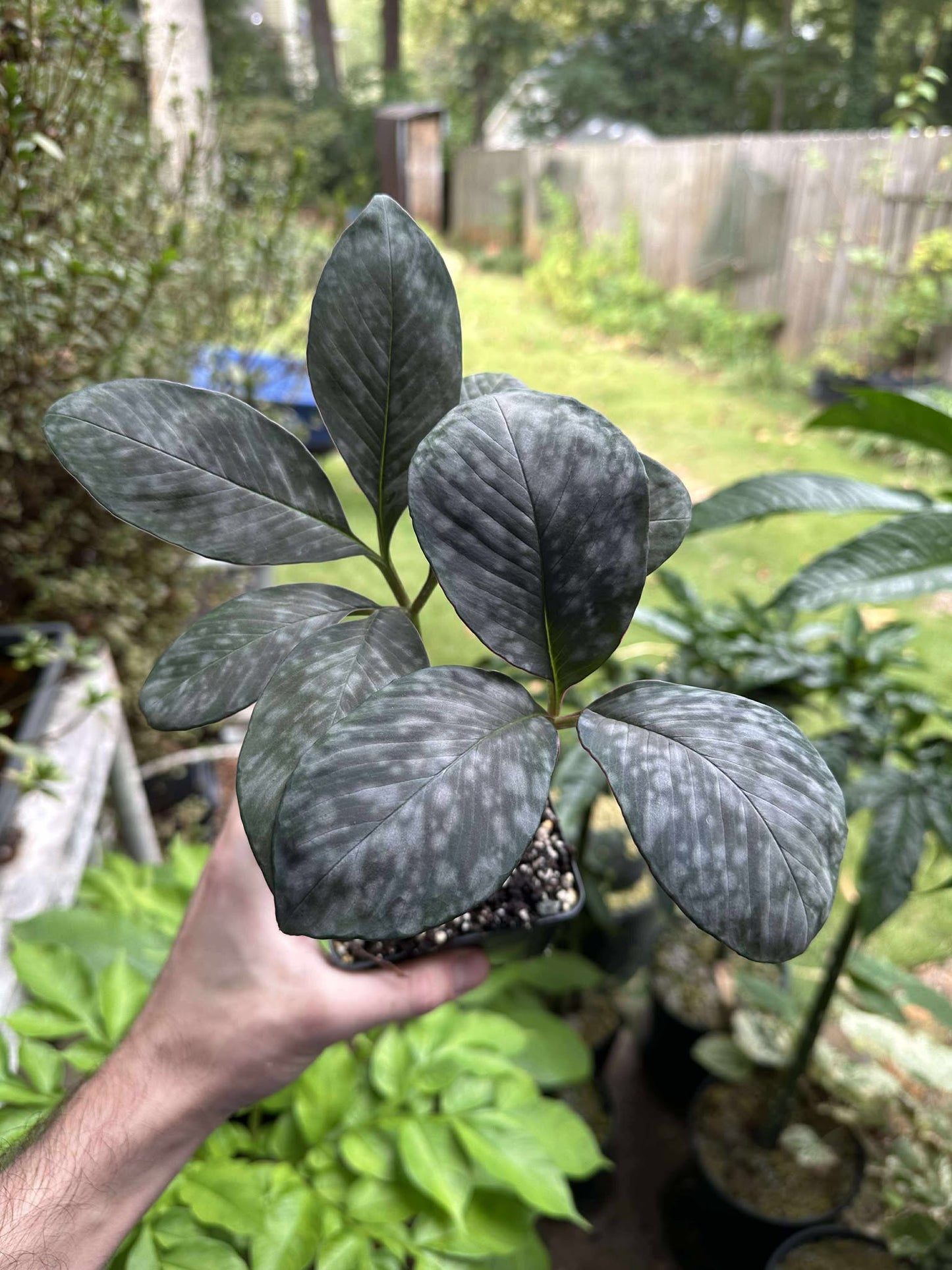 Amorphophallus allenii - Near blooming size tuber