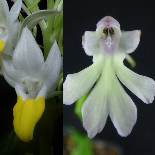 Pectorkis Volk (Pec. hawkesiana x Cyn. fastigiata) (REO142) - 2" Pot