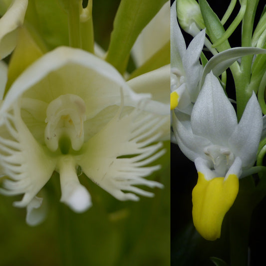 Pecteilis Kiat Tan (susannae x hawkesiana) (REOxLG) - 2" Pot