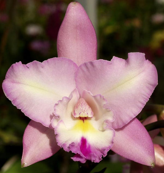 Lc. (Angel Heart ‘Pink Panther’ x Sandra Laura ‘PYL’ AM/AOS)