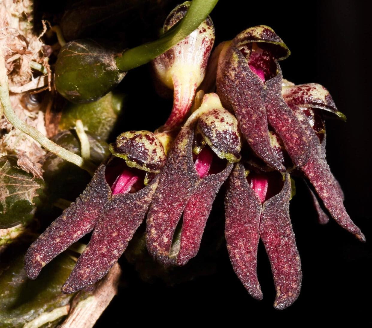 Bulbophyllum retusum - Seedling Size
