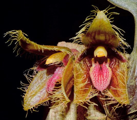 Bulbophyllum dayanum - Near blooming size miniature