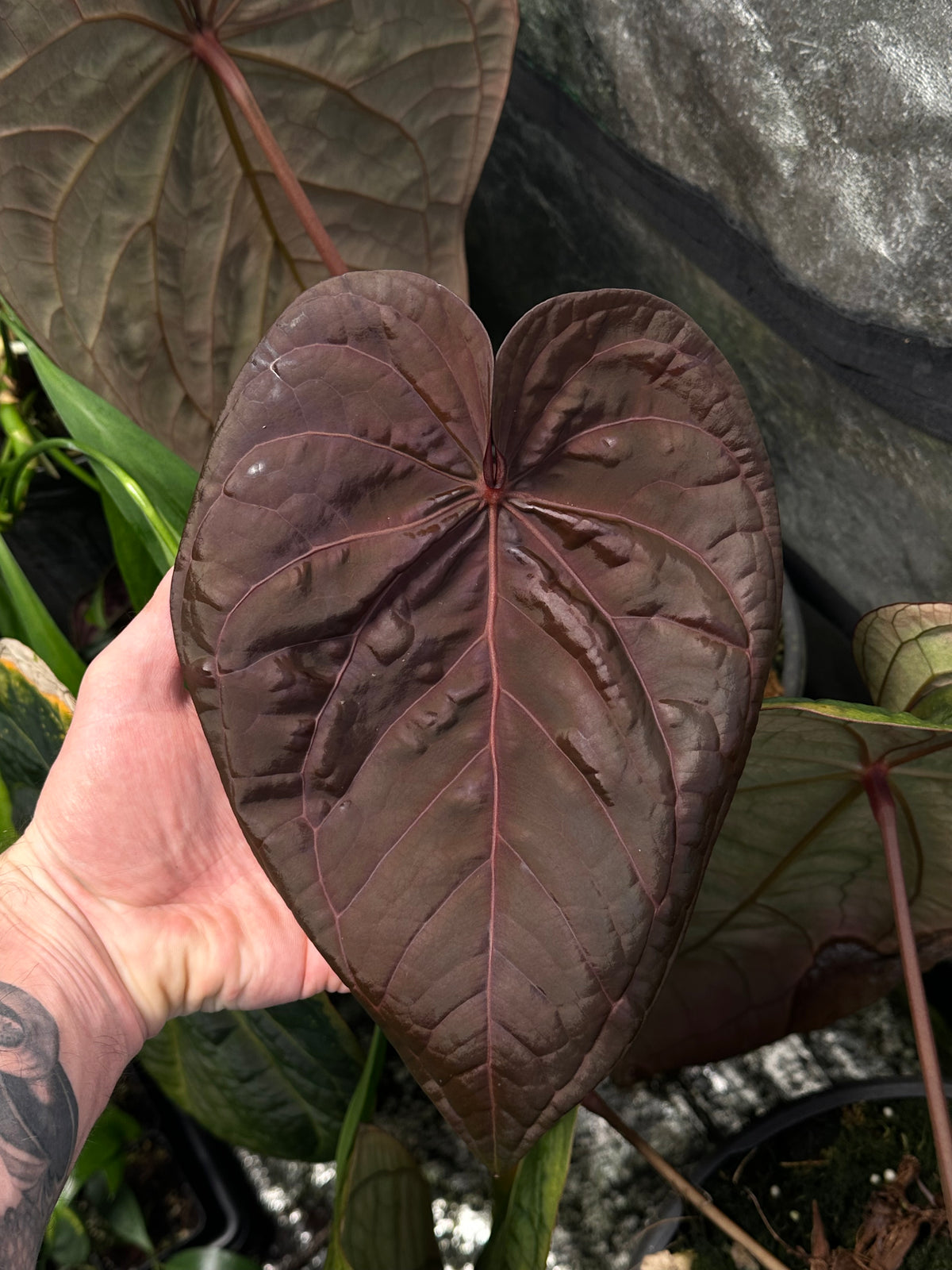 Anthurium REO-NOS051 (('Red Magnificum' x BVEP) x ('Ace of Purps' x 'Word Salad')) - 2" Pot