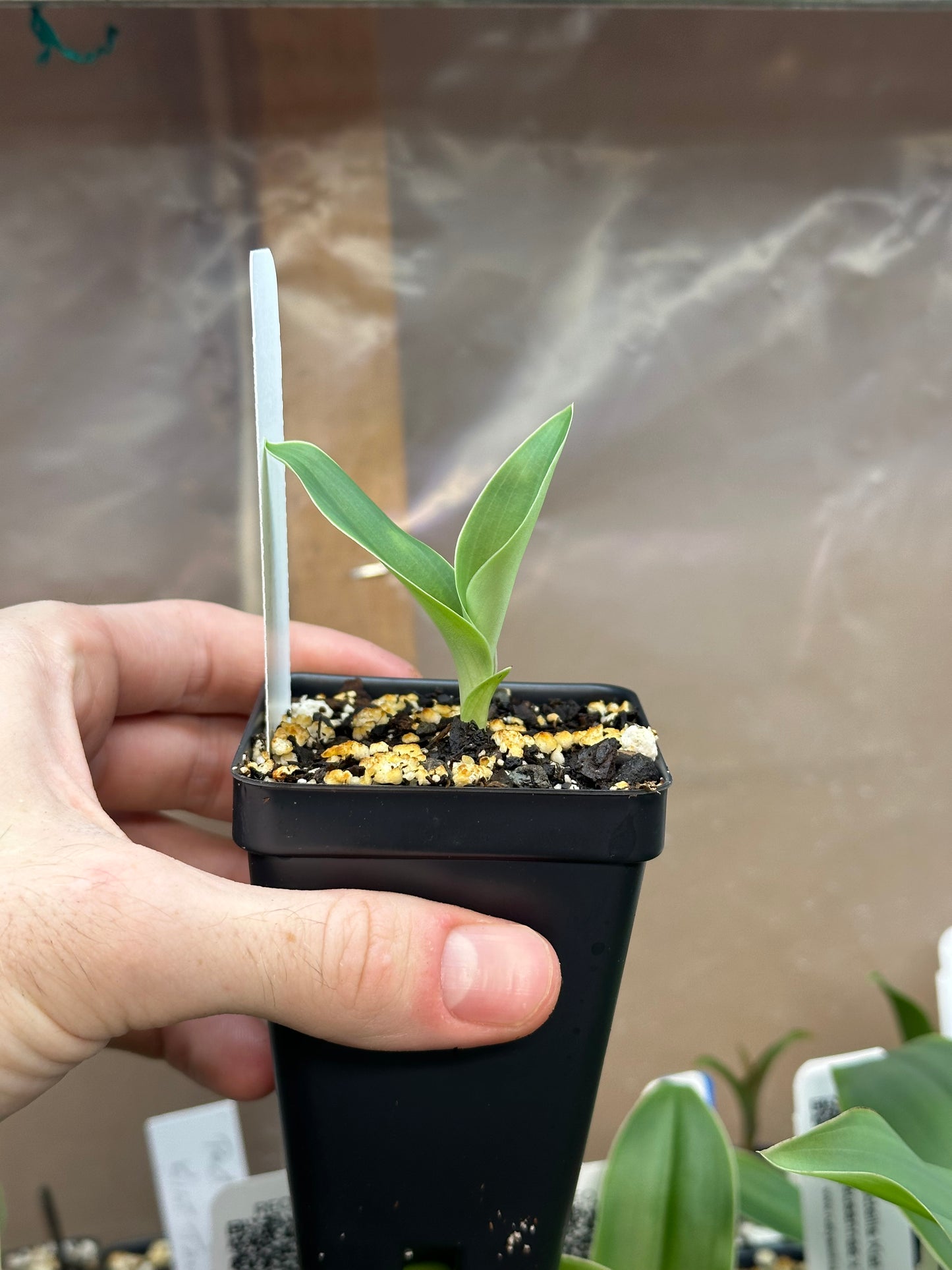 Pecteilis Kiat Tan (susannae x hawkesiana) - 2" Pot