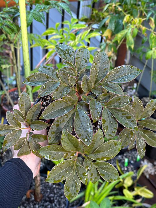 Amorphophallus saururus (AGA-0238-01) - Tuber