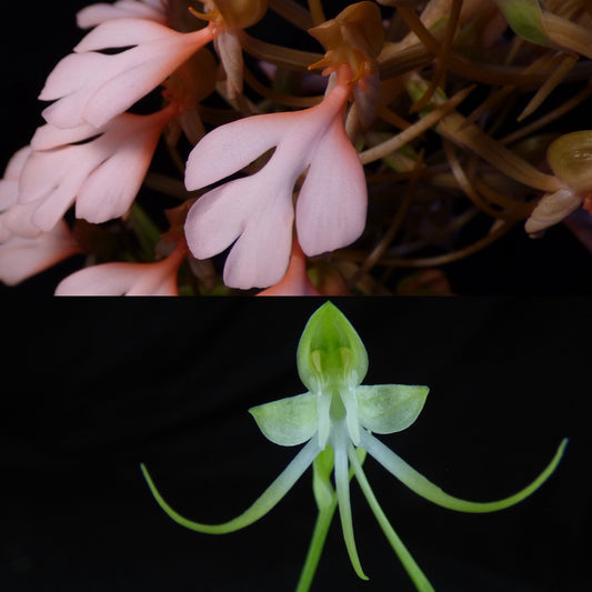 Habenaria Áine (erichmichelii x porphyricola) (REO200) - 2" Pot