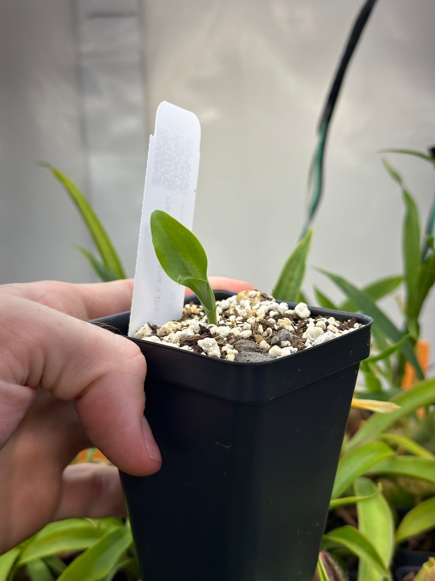 Habenaria Mickey's Whiskers (lindleyana x medioflexa) - 2" Pot