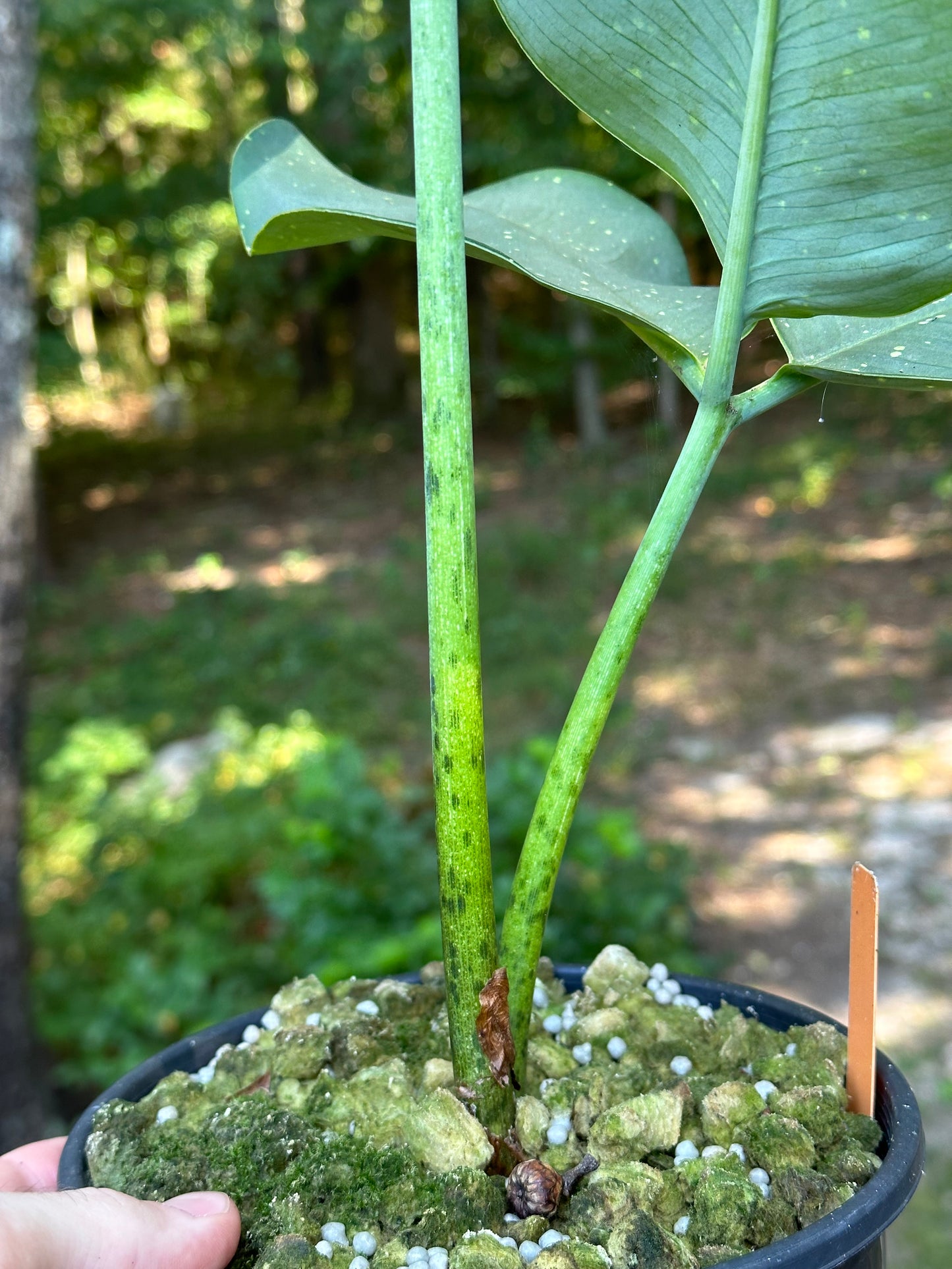 Amorphophallus  lacourii - Large seedling size tuber