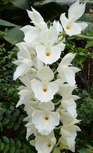 Ctsm. pileatum (‘Taukau’ x ‘Snow White’ FCC/AOS) - 2" Pot