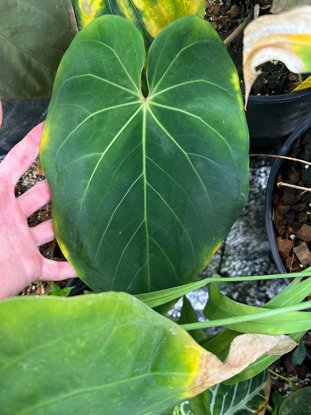 Anthurium REO-NOS051 (('Red Magnificum' x BVEP) x ('Ace of Purps' x 'Word Salad')) - 2" Pot