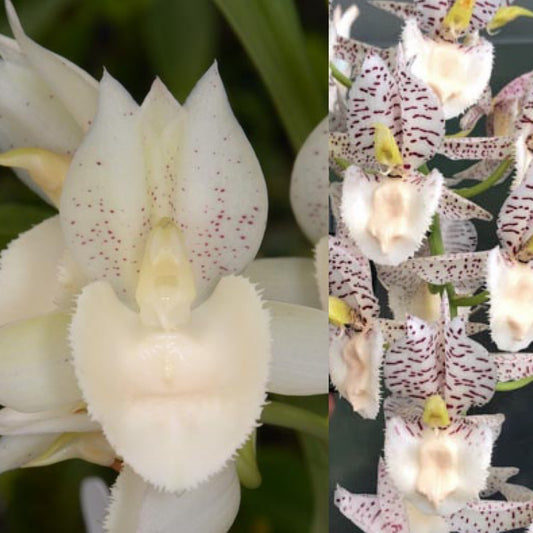 Ctsm. (Melana Davison ‘Snow White’ x Norm Tupper ‘SVO Snow Leopard’) – SVO11088