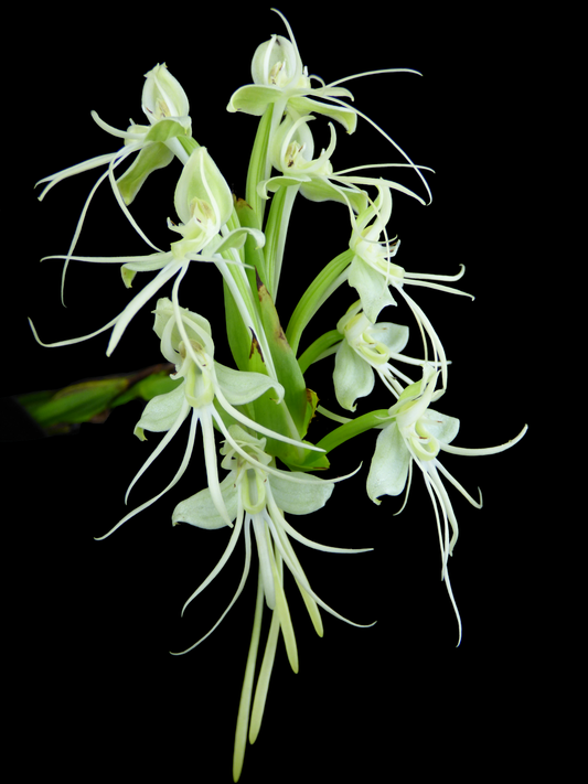 Habenaria Eduardo Flachsland FCA (Iberá FCA x gourlieana) - Seedling TUBERS