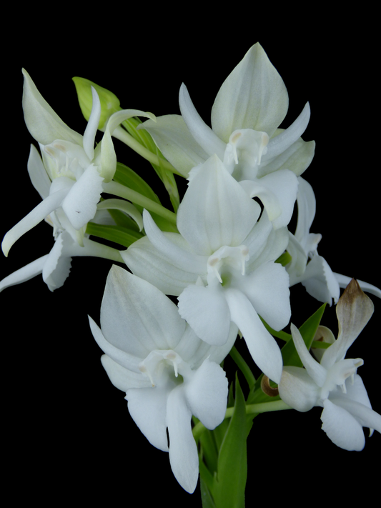 Pecteilis Kiat Tan (susannae x hawkesiana) - Tuber