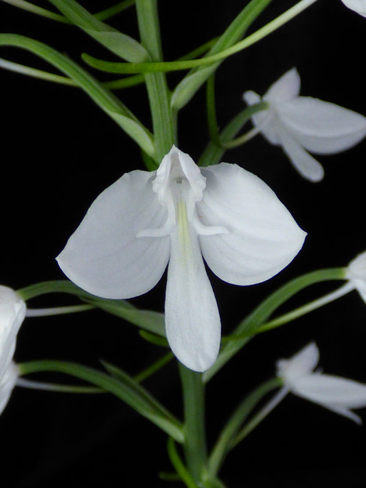 Habenaria lindleyana - 2" Pot